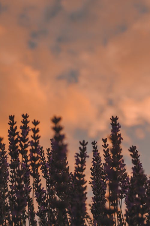 Free Low-Angle Shot of Lavender Flowers Under an Orange Sky Stock Photo