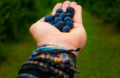 Free A person holding fresh blueberries in hand with colorful bracelets outdoors in a green nature setting. Stock Photo