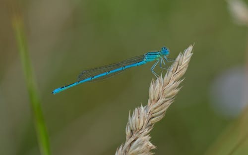 Free stock photo of blue, cob, dragonfly