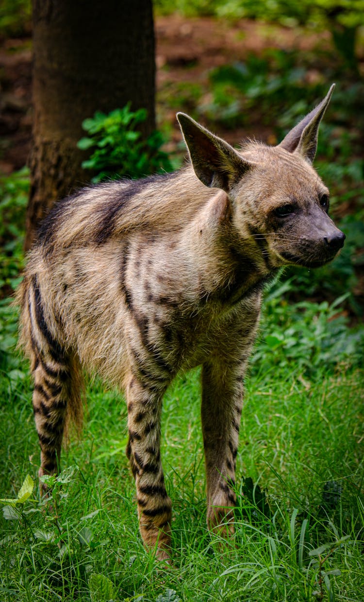 Striped Hyena Standing On Green Grass