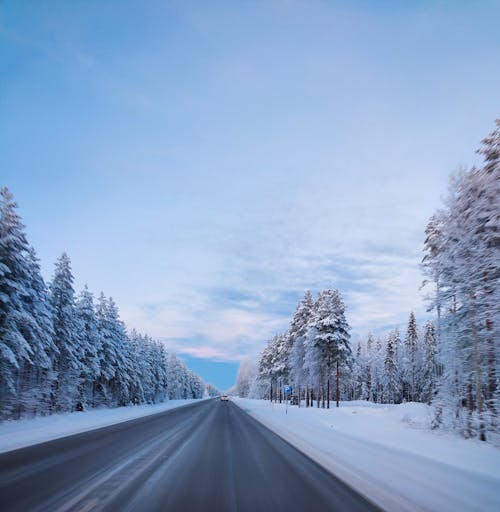 Foto profissional grátis de árvores cobertas de neve, cênico, céu azul