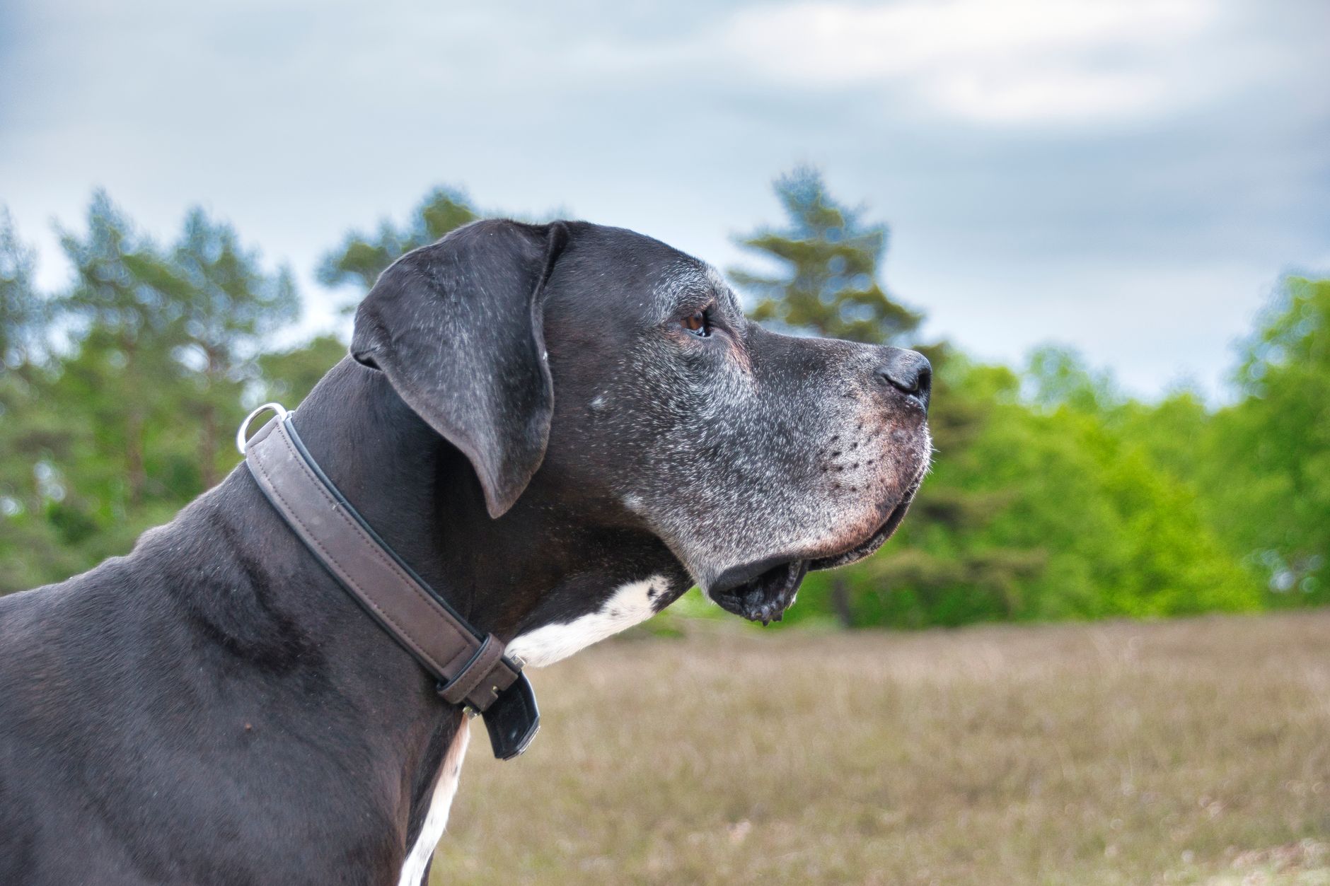 Orthopedic Hurdles in Giant Breeds