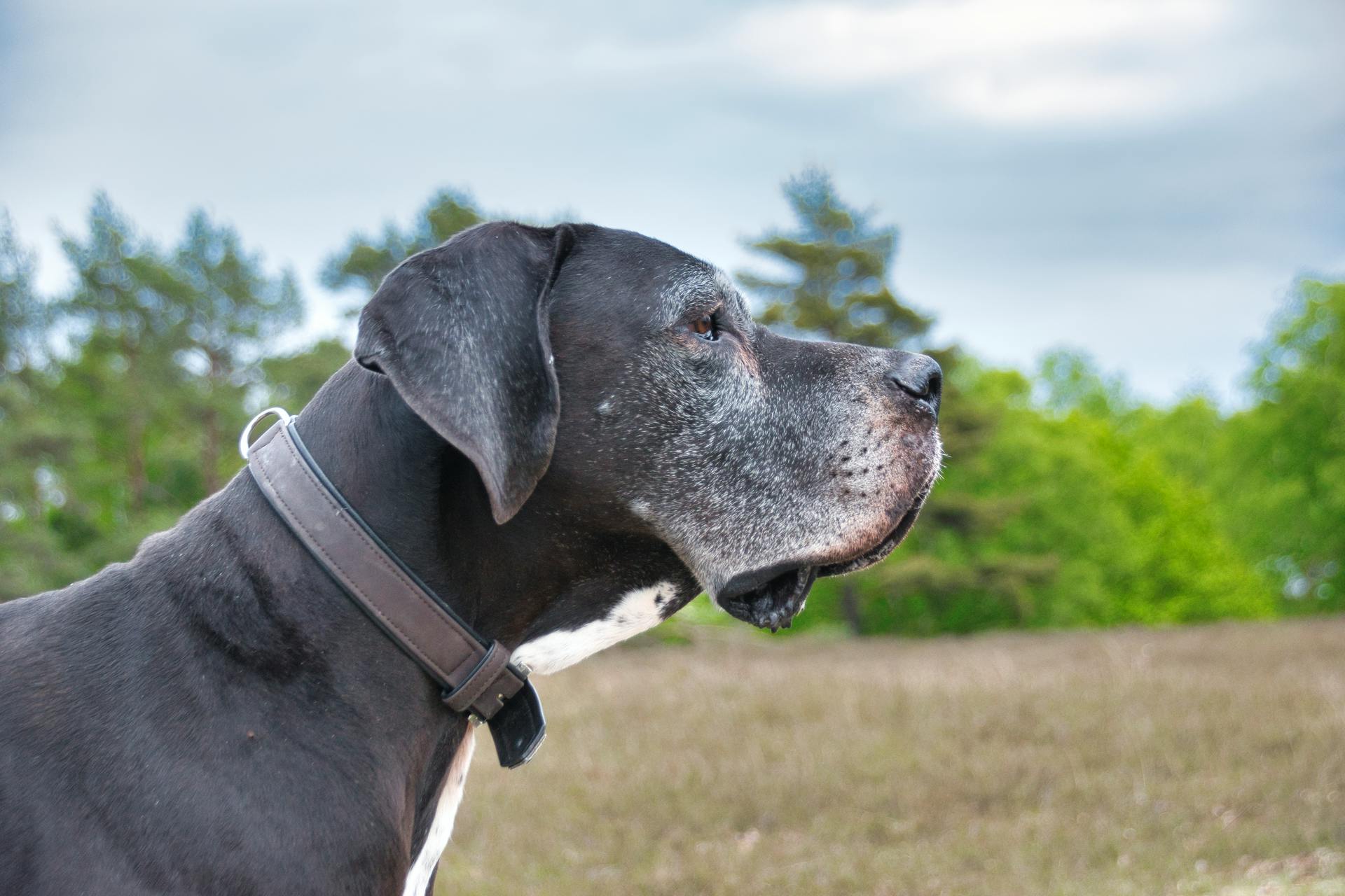 A Side View of a Dog with Collar on It's Neck