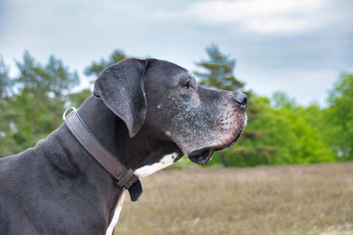 Free Side view of a Great Dane dog in a lush outdoor forest. Clear afternoon light. Stock Photo
