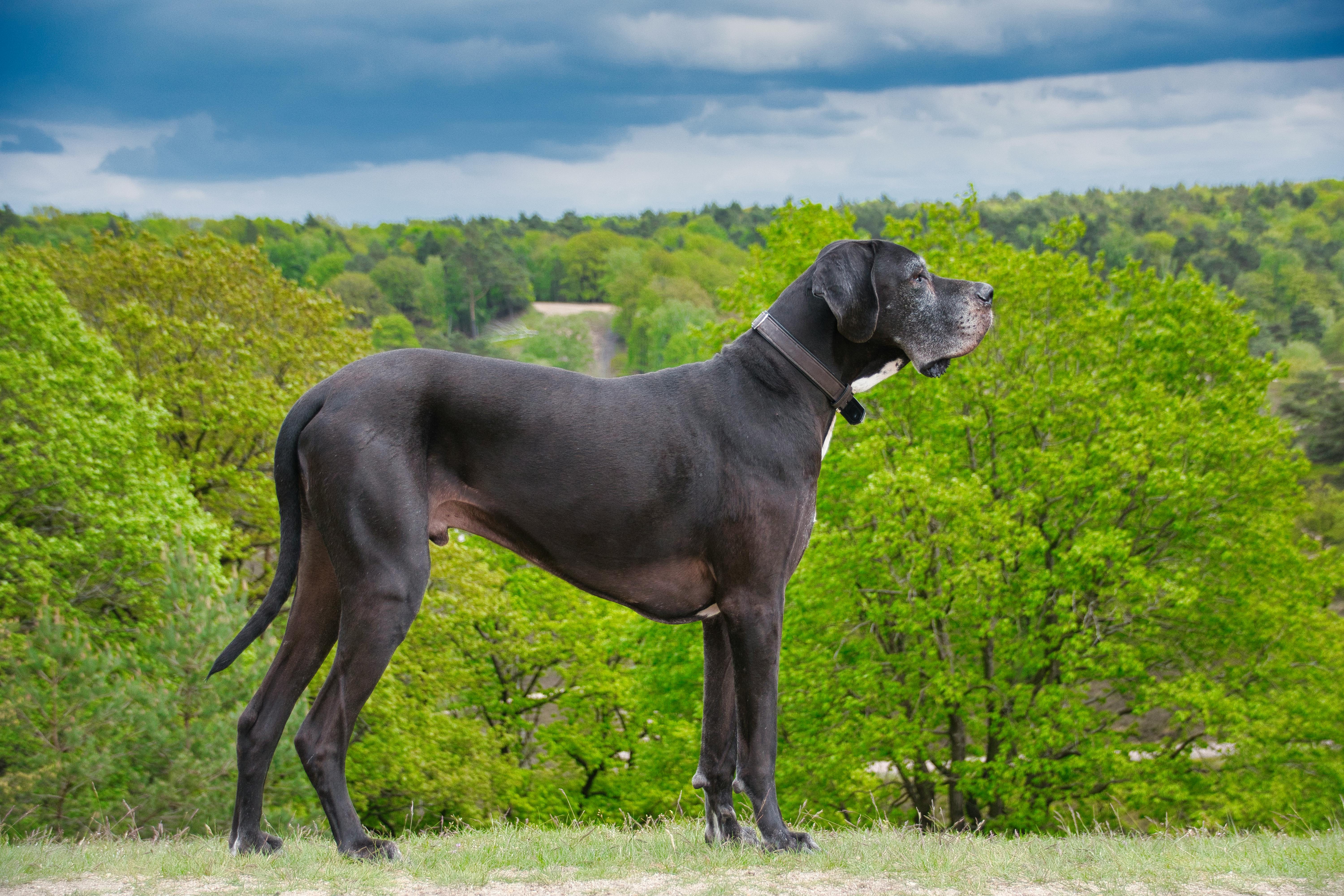 European Ammunition Production Expansion