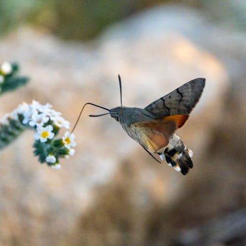 Moth in Close Up