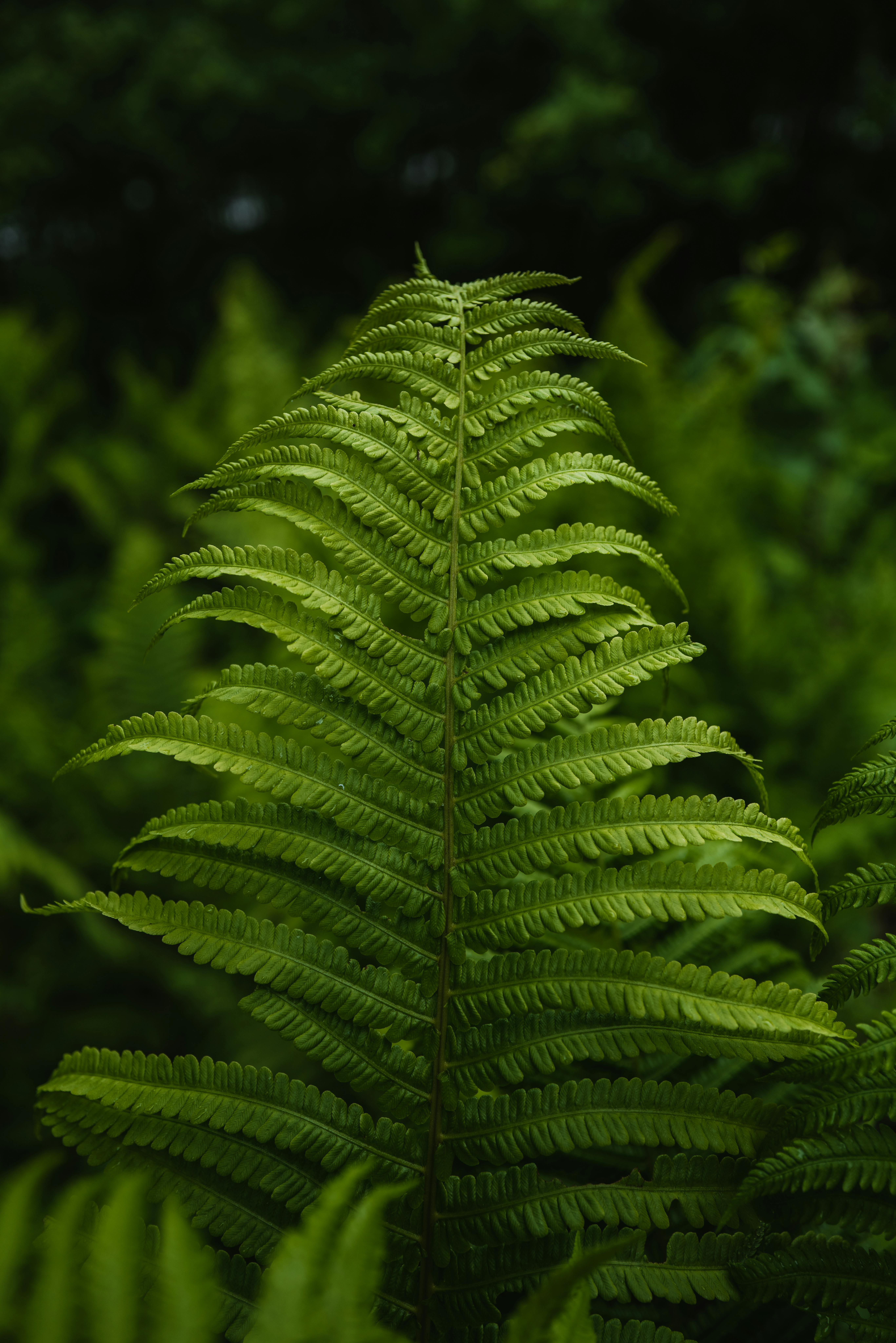 Close-up of a vibrant green fern leaf showcasing nature's beauty and intricate patterns.