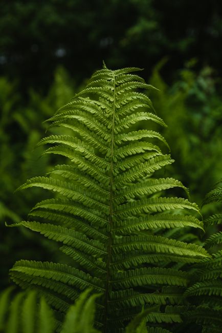 Close-up of a vibrant green fern leaf showcasing nature's beauty and intricate patterns.