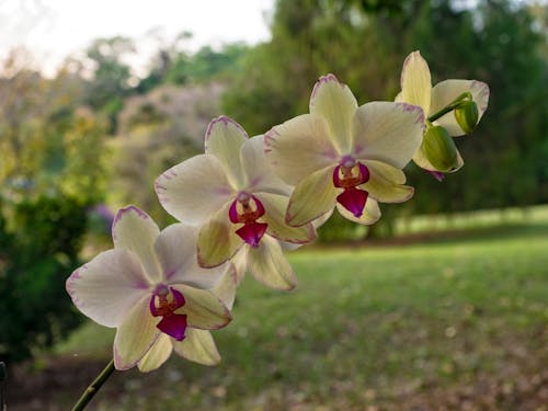 Photos gratuites de fleurs blanches, magnifiques fleurs, orchidée