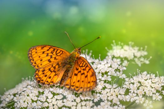 Free stock photo of animal, bloom, blossom