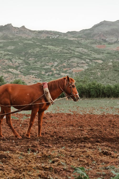 A Side View of a Brown Horse Near the Mountain