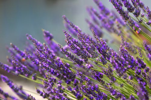 A Close-up Shot of Purple Lavender Flowers in Full Bloom