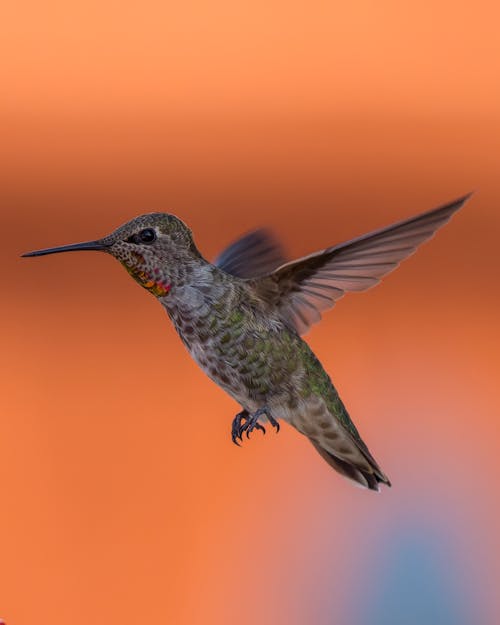 Free Brown and Black Humming Bird Flying Stock Photo