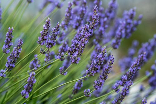 Lavender Flowers in Close Up Photography