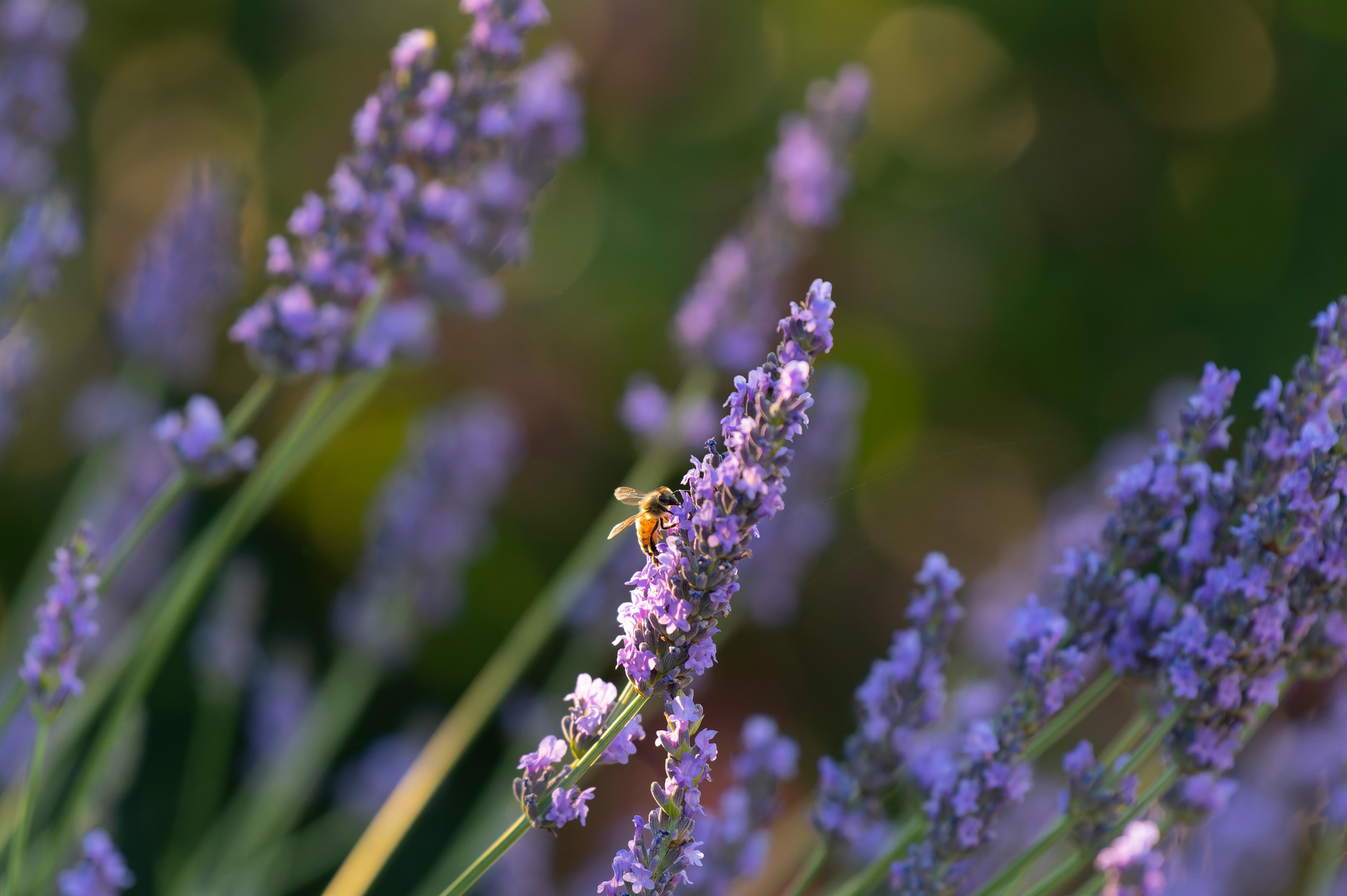 A bee perched on lavender flowers in Wenatchee, showcasing pollination.