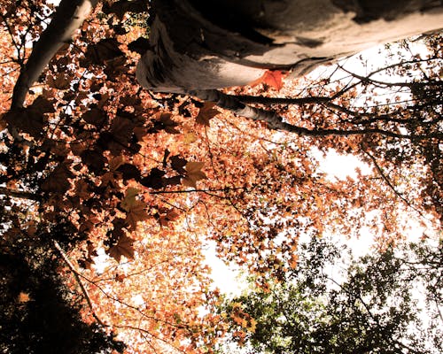 木, 色落ちの無料の写真素材