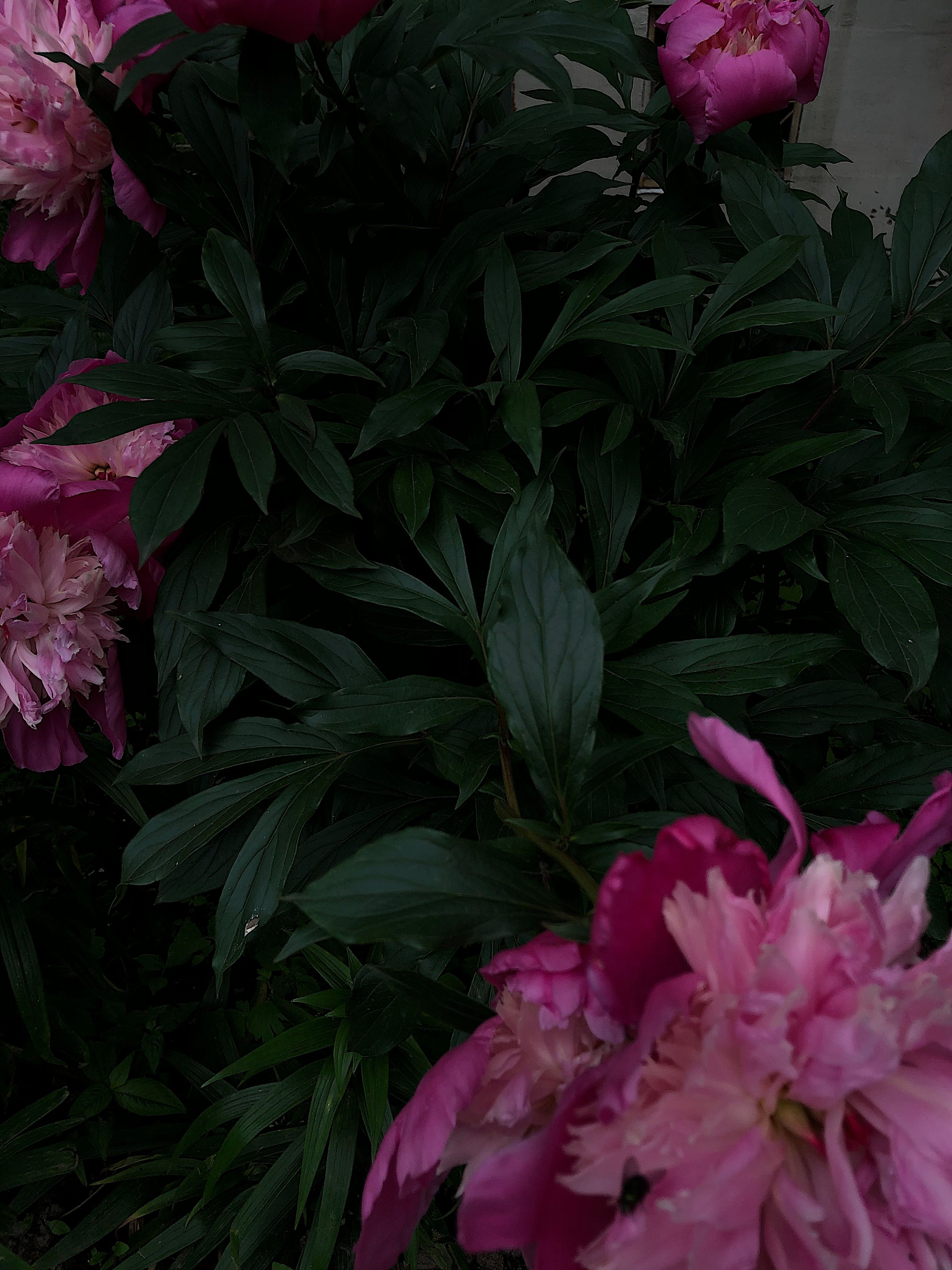 Close up of a Pink Peony · Free Stock Photo