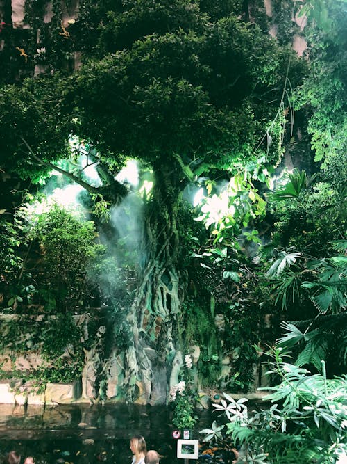 bezplatná Základová fotografie zdarma na téma botanická zahrada, bujný, dešťový prales Základová fotografie