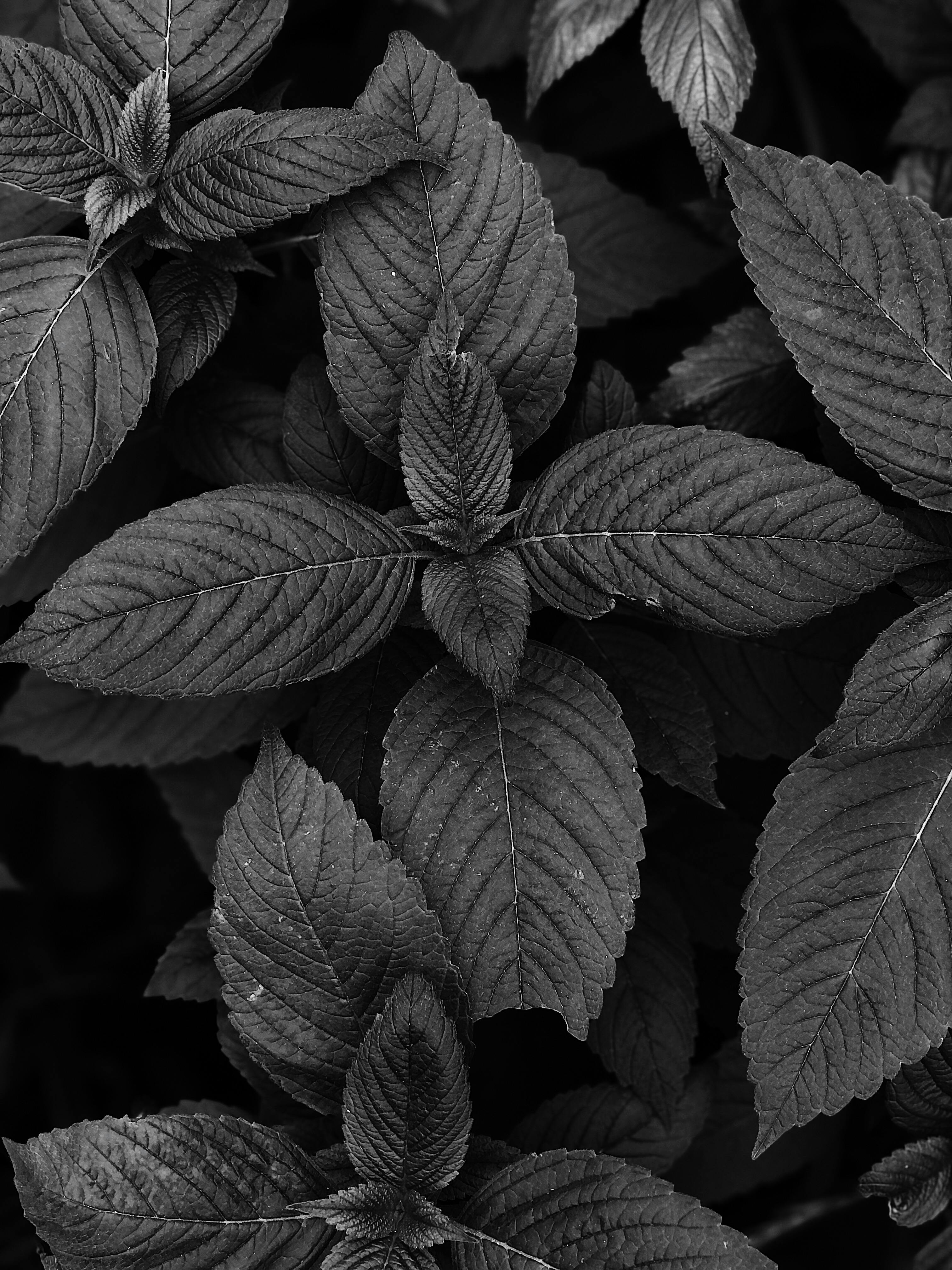 Black and white close-up of textured plant leaves in an artistic composition.
