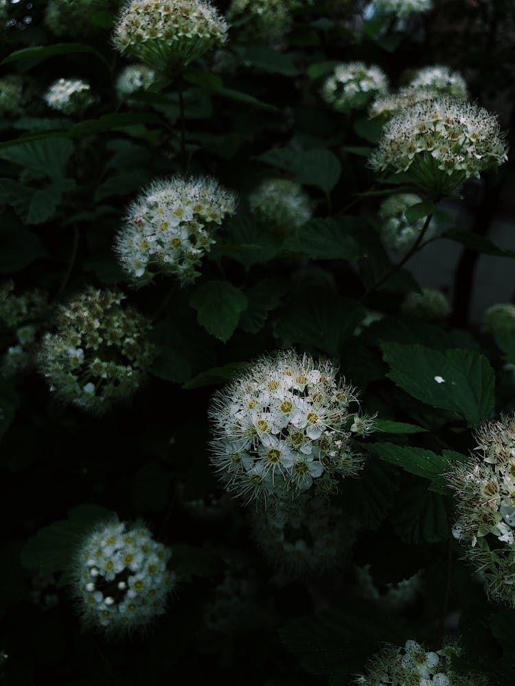 Close-up Of Japanese Spirea Flowers 