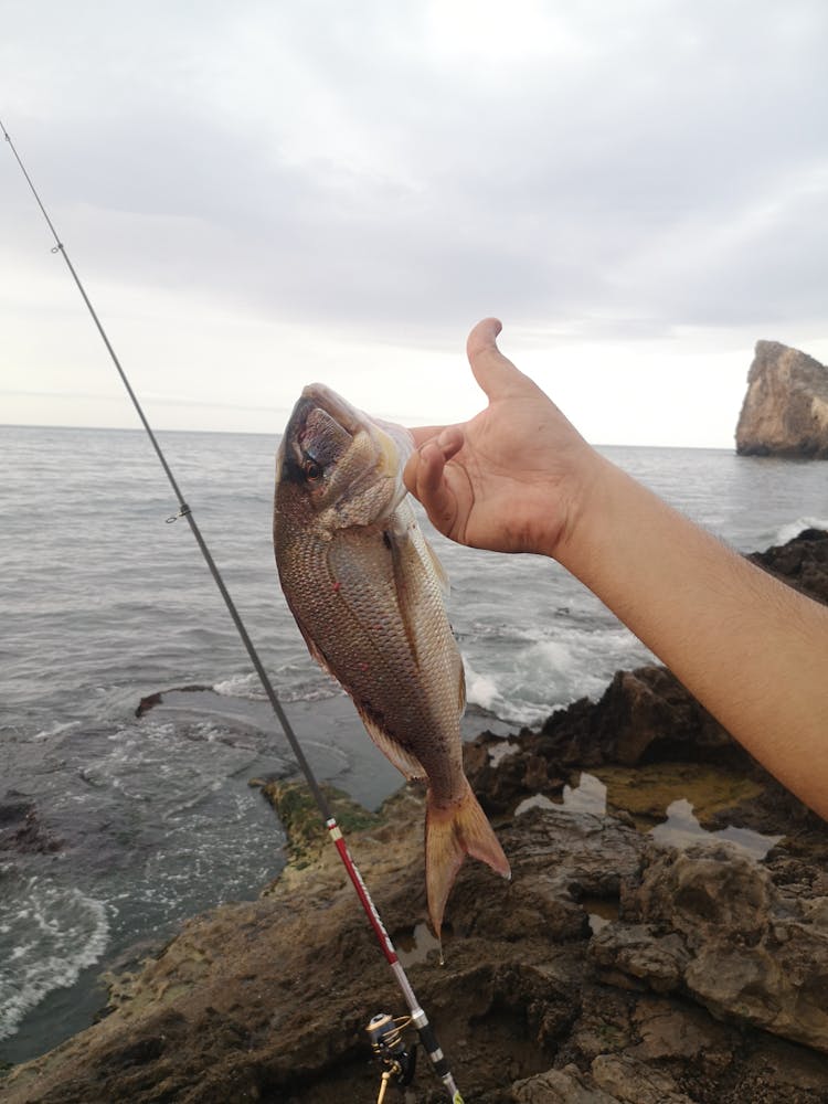 Person Holding A Fish Near The Sea