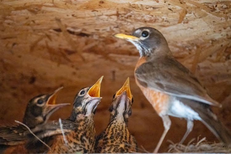 Mother Bird And The Nestlings