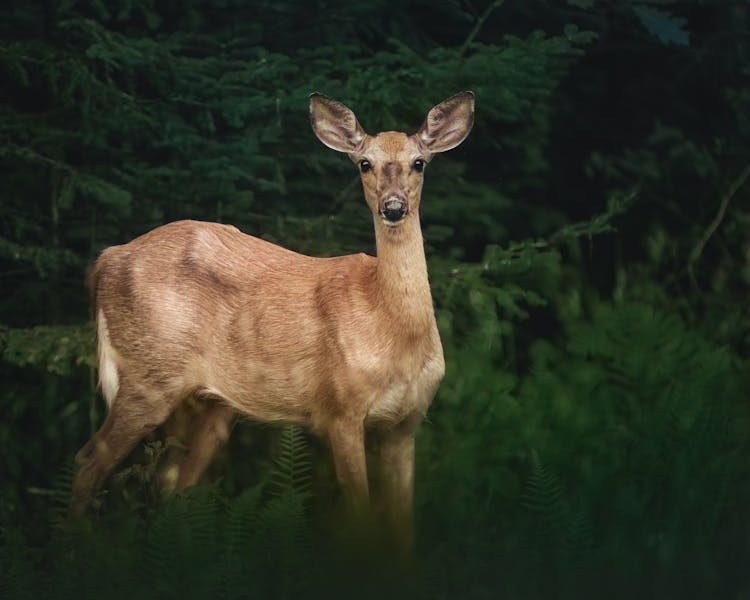 Portrait Of A Deer In A Green Dark Forest