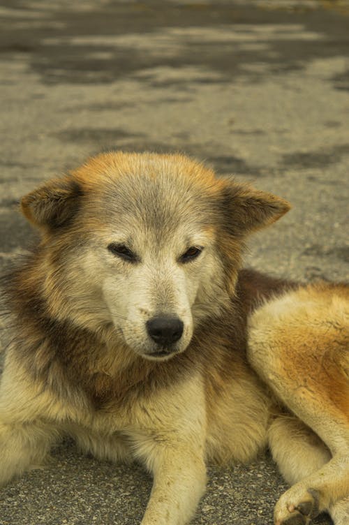 Photos gratuites de animal de compagnie, animal domestique, canidés