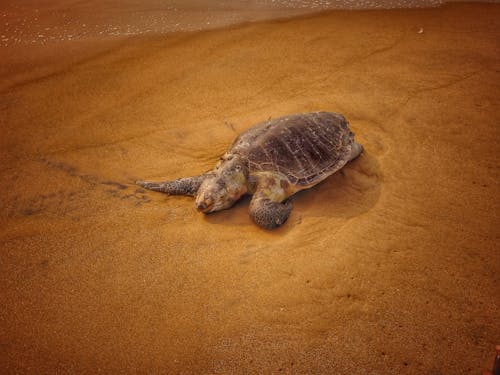 Foto profissional grátis de areia, concha, engatinhando