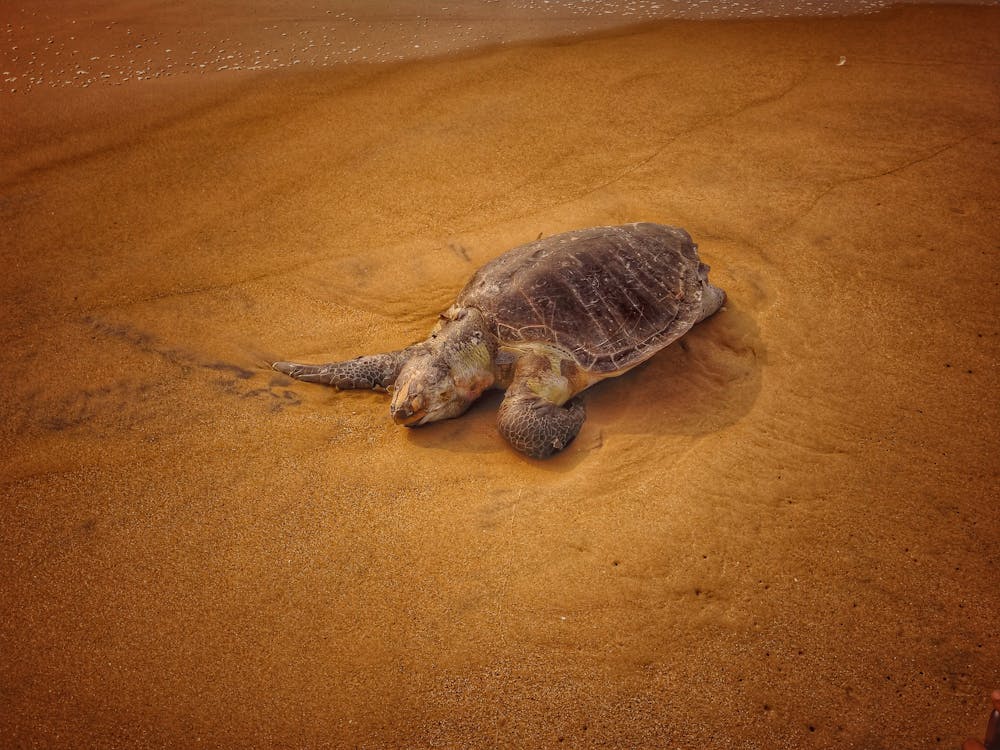 Photos gratuites de coquille, photographie de la faune, ramper