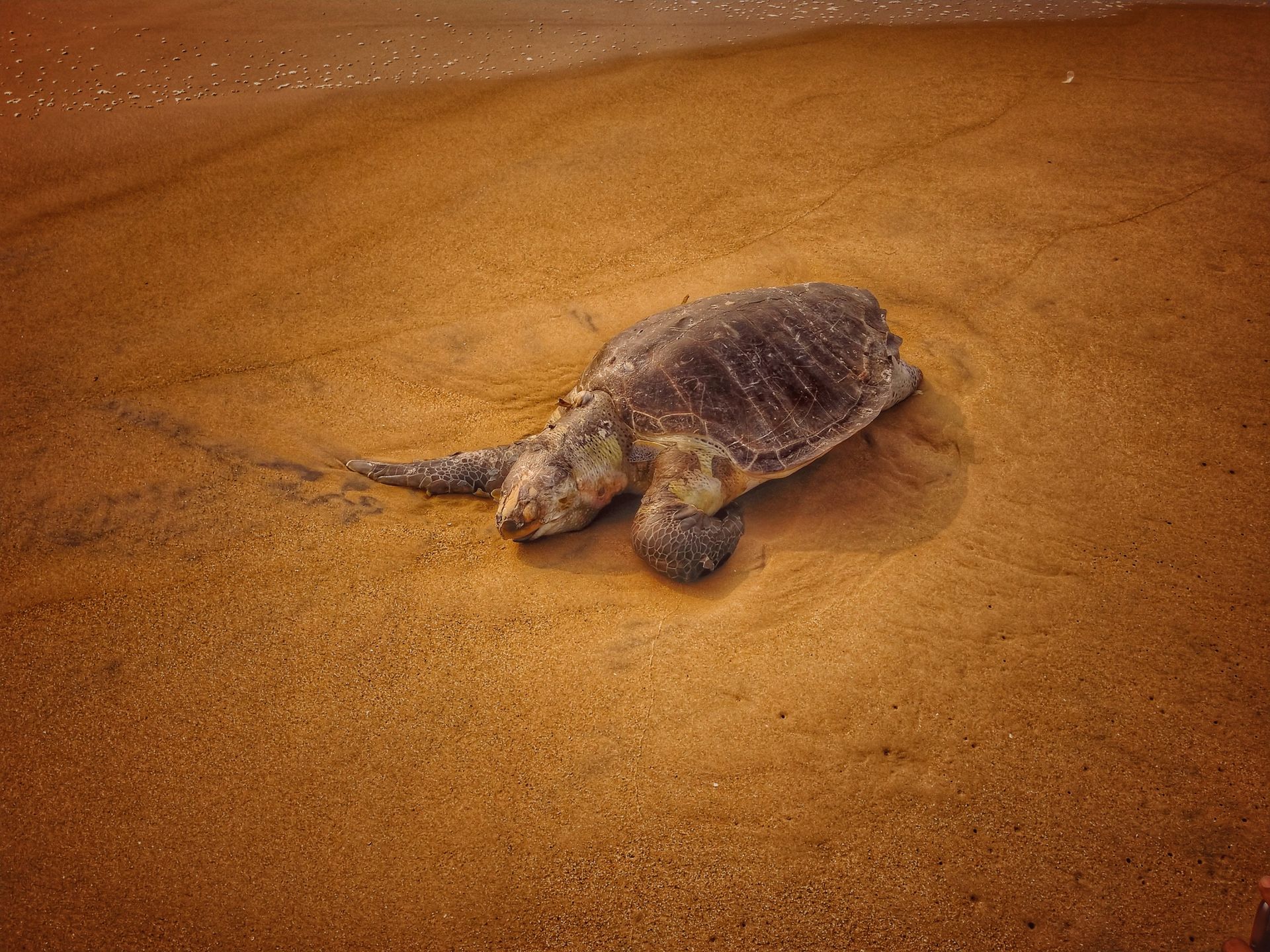 Olive Ridley Nesting Beach