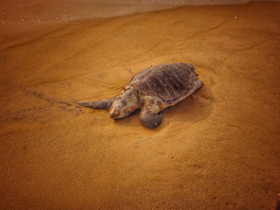 Galgibaga (Turtle) Beach photo 4