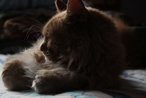 Free stock photo of against light, animals, cat Stock Photo