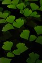 Green Leaves in Close Up Photography