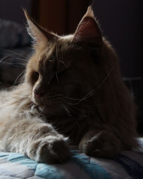Free stock photo of against light, animal lover, cats Stock Photo