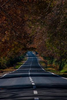 A peaceful tree-lined road in Pichidegua, Chile, showcasing fall colors and natural beauty.