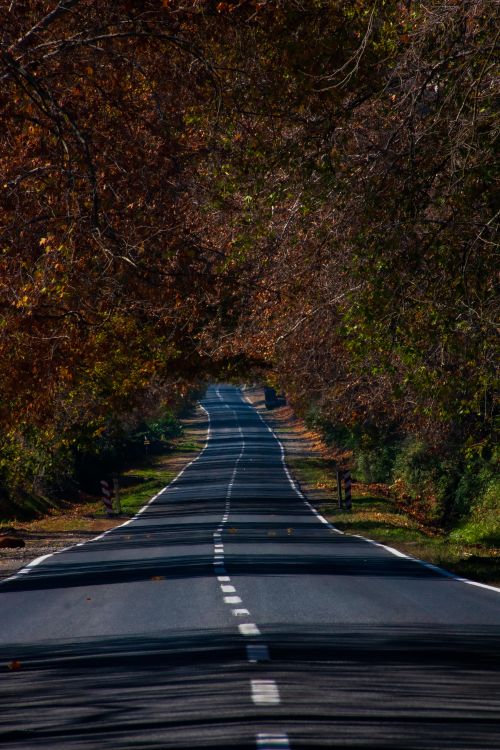 Free A peaceful tree-lined road in Pichidegua, Chile, showcasing fall colors and natural beauty. Stock Photo