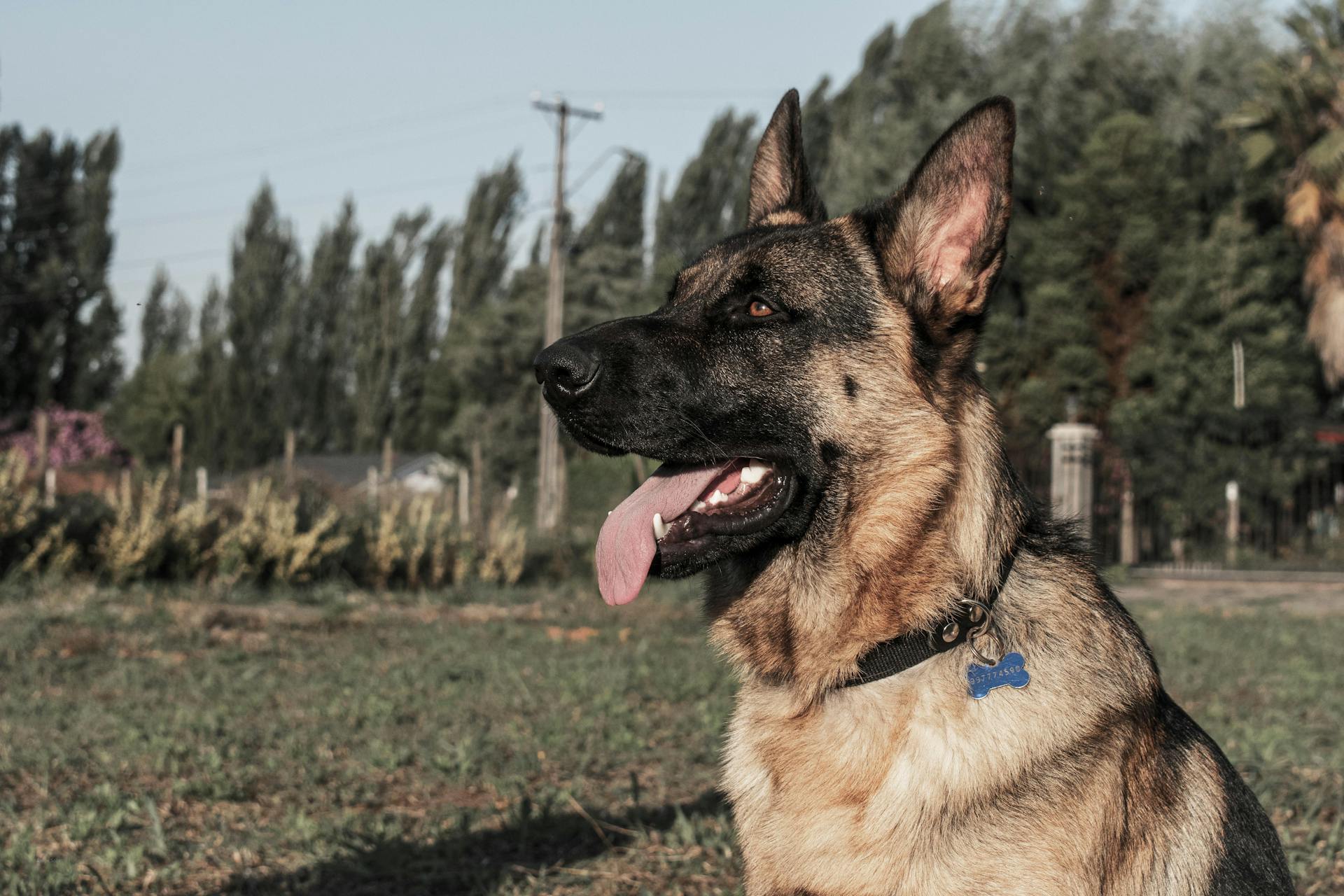 Sittande brun schäferhund