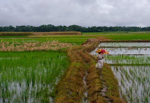 Person Holding an Umbrella Walking on a Rice Field