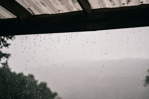 Foto profissional grátis de árvores, chuva, cobertura