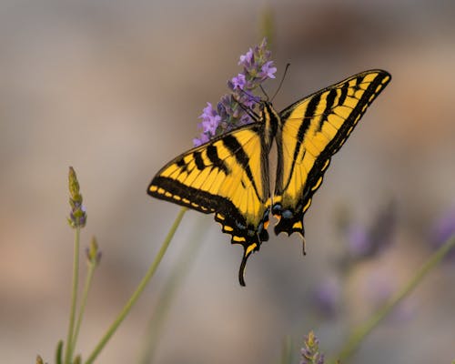 Black and Yellow Butterfly Perched on Small Flowers