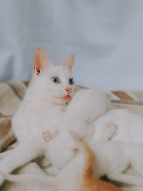 Free White Cat on Brown and White Textile Stock Photo