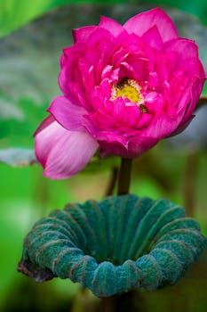 A stunning close-up of a bright pink lotus flower with a honey bee collecting nectar.