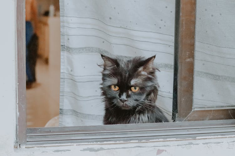 Black Cat Looking Outside The Window