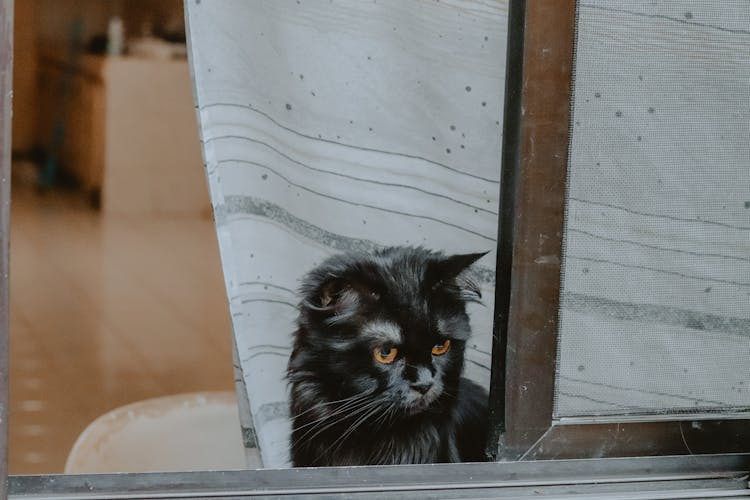 Black Cat Staring Outside The Window