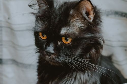 Free Close-up portrait of a black Persian cat with striking orange eyes and fluffy fur. Stock Photo