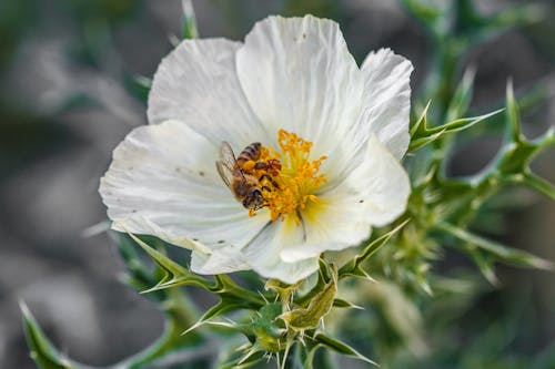 Безкоштовне стокове фото на тему «Бджола, впритул, запилення» стокове фото