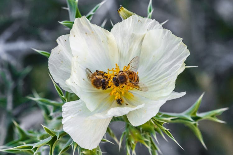 Close-Up Shot Of Bees On A Flower 