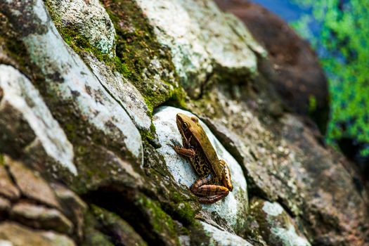 Brown and White Frog on Gray Rock