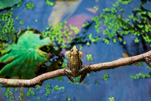 Free A Frog on a Branch Stock Photo
